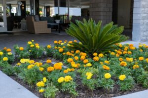 orange and yellow flowers in the planter